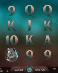 Wild Spirit Slot Game Image 1 Wild Spirit Slot Game Image 1